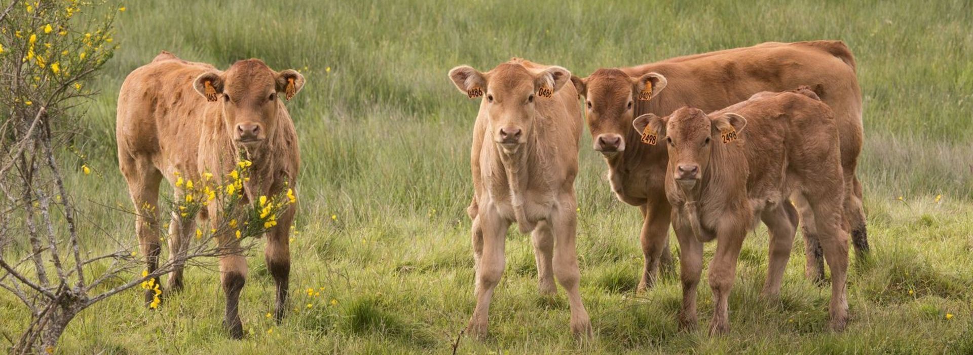 VEAUX LIMOUSIN